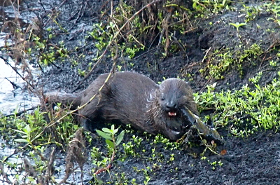 [Otter has stepped completely out of the water and has its head turned toward the camera with the long light-colored whiskers on the right side of its face visible against the backdrop of its dark fur. The otter's mouth is open enough to expose its front teeth and the tail end of a fish is wedged in the back left side of the otter's mouth. The fish hangs down from the otter's mouth with the head of the fish on the ground.]